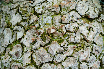 Bark with green algae for texture background.