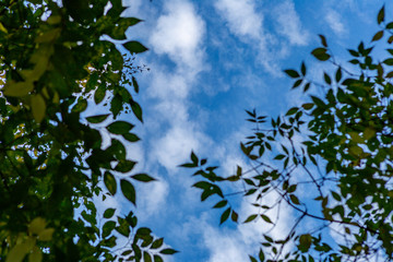 Looking from the park to the sky. Sky with clouds and blue.