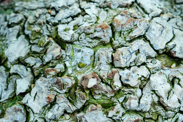 Bark with green algae for texture background.