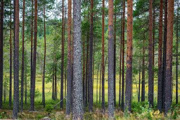 Obraz premium green forest, sweden