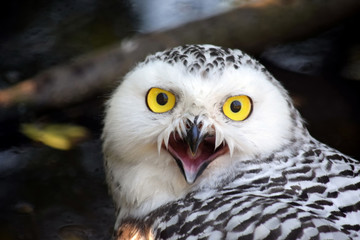 Snowy Owl Bubo Scandiacus with Open Beak