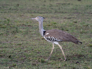 Single bird on branch, Kenya, September 2019