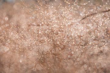 Brown bokeh on circle abstract light background.Blurred abstract pink background.