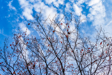 Looking from the park to the sky. Sky with clouds and blue.