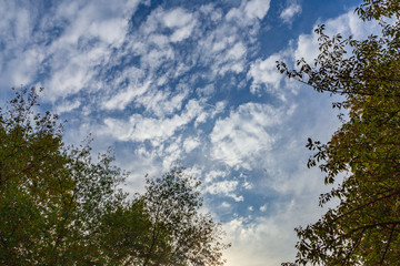 Looking from the park to the sky. Sky with clouds and blue.