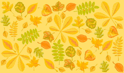 Pattern of autumn leaves of different trees in vector design