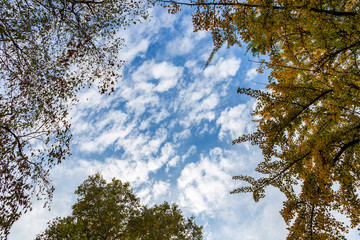 Looking from the park to the sky. Sky with clouds and blue.