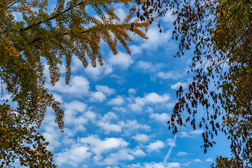 Looking from the park to the sky. Sky with clouds and blue.