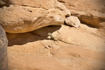  Green lizard from the desert