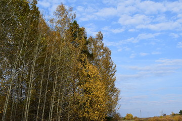 trees in the autumn forest