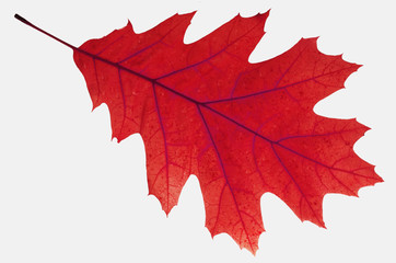 Autumn oak leaf isolated on white.