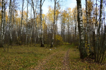Obraz premium trees in the autumn forest