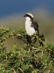 Lesser grey shrike, Lanius minor,