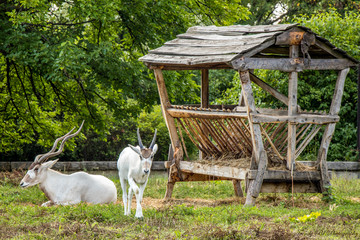goats in the farm