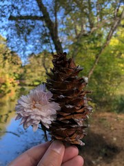 pine cone on a branch