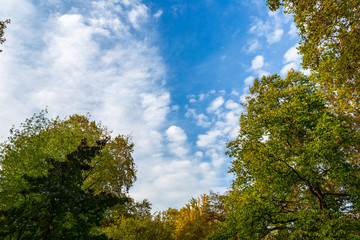 Looking from the park to the sky. Sky with clouds and blue.