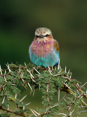 Lilac-breasted roller, Coracias caudata,