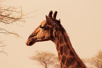 Wild african animals. Closeup namibian giraffe. The tallest living terrestrial animal and the largest ruminant.