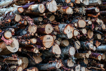 Vålådalen Jämtland Sweden