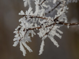  Ice crystals on plants, Macro