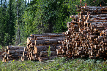 wood, Jämtland Sweden