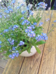 Blue flowers on wooden table