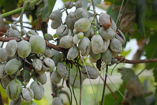 Bunches of grapes affected by powdery mildew or oidium with yellow leaves.