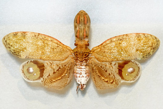 Fulgora laternaria spread  is common in Central and South America, Mexico. The Surinamese lantern, or Surinamese lantern, is a large tropical species of half-winged insects from the Lantern family.