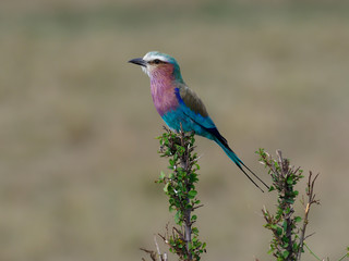 Lilac-breasted roller, Coracias caudata,