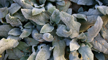 frost on fluffy green leaves