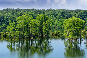 Fototapeta na wymiar Piney Z Lake in Tallahassee, Florida