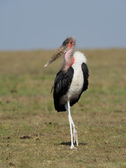 Marabou stork, Leptoptilos crumeniferus