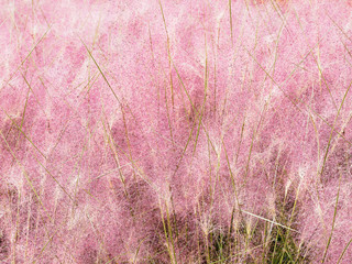 Muhlenbergie capillaire rose  (Muhlenbergia capillaris)
