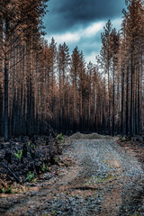Burned  forest near Kårböle Jämtland Sweden