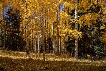Yellow Aspen in the Fall