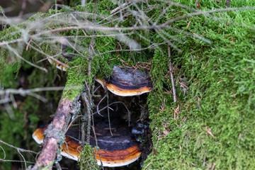Fungus on trees in the bavarian forest