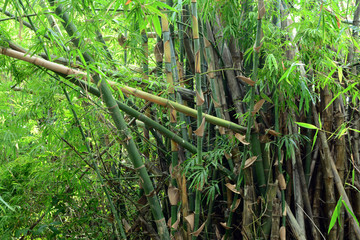 the bunch of bamboo trees in the forest