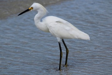 great egret in water