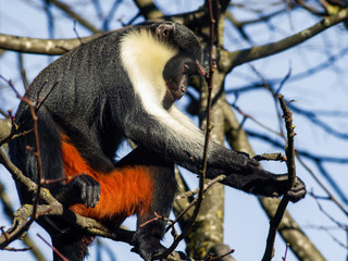 Zoo Salzburg - Monkey