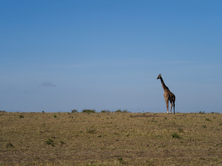 Naklejka na ściany i meble Masai or maasai giraffe, Giraffa tippelskirchi