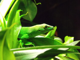 Grüner Regenwald Gecko