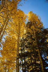 Fototapeta premium Yellow Aspen in the Fall