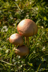 close-up of mica cap or shiny cap in october sun, beige birown Coprinellus micaceus mushrooms on a meadow