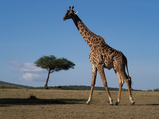 Masai or maasai giraffe, Giraffa tippelskirchi
