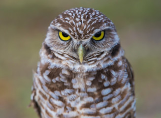 owl