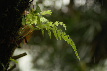 Ein kleiner Farn wächst auf einem Großem