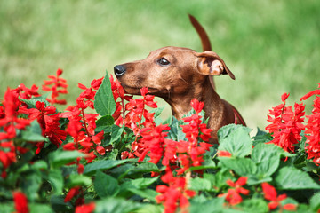 dog with red flowers