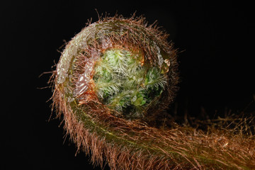 Junges Farnblatt eines Baumfarns