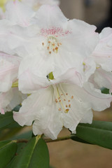 白いシャクナゲの花
