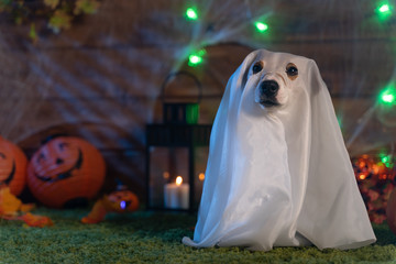 Dog on a background of Halloween
